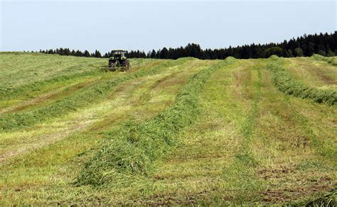 Las Exportaciones De Forrajes Deshidratados Caen Un En La Campa A