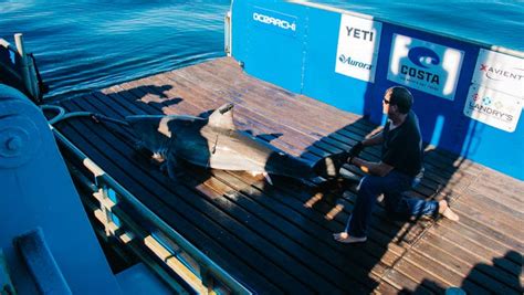 Photos Of Great White Shark George Who Was Tracked Near Everglades