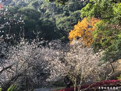 最新台中 東勢林場and阿亮香菇園森林漫步一日遊 台中出發優惠 Pchome旅遊