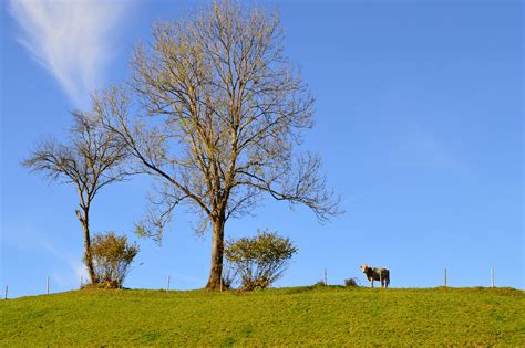 Fotos Gratis Paisaje Rbol Naturaleza C Sped Horizonte Campo