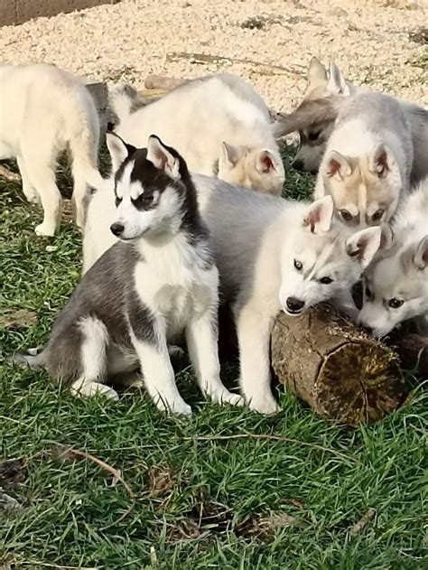 Chiots Husky De Sib Rie Lof Belle Lign E Uncompagnon Fr