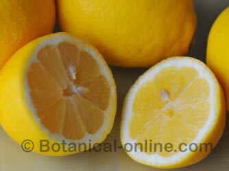 Beneficios del limón para el hígado Botanical online