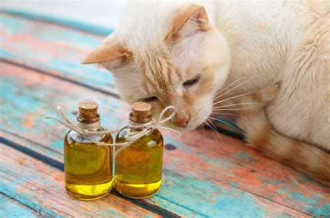 Aceite De Oliva Para Gatos Beneficios Soluciones Y Muchas Ideas De