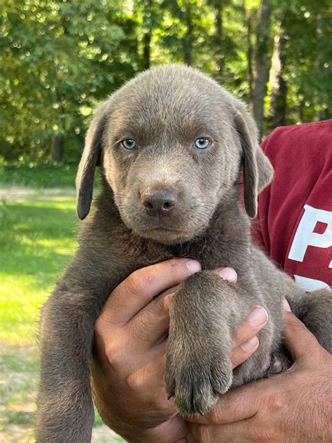 Gail Cooper K G Labradors Labrador Retriever Puppies For Sale In