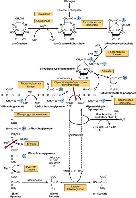 Glycolysis And The Oxidation Of Pyruvate Basicmedical Key