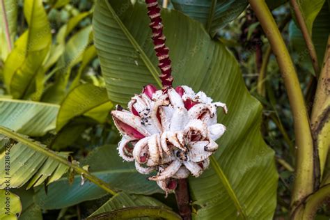 Hot pink bananas (musa velutina, or hairy banana), a species of seeded banana, growing on a ...