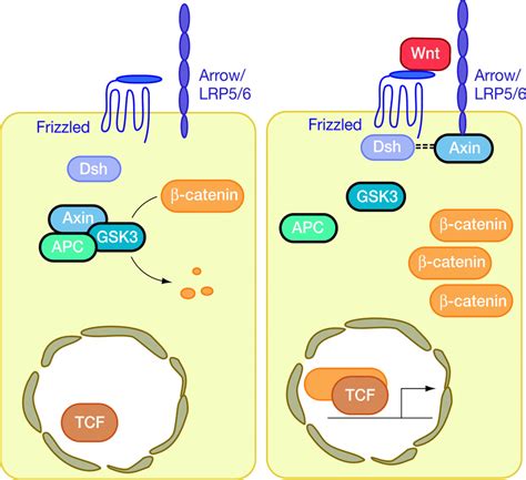 Schematic Diagram Of The Canonical Wnt Signalling Pathway Under