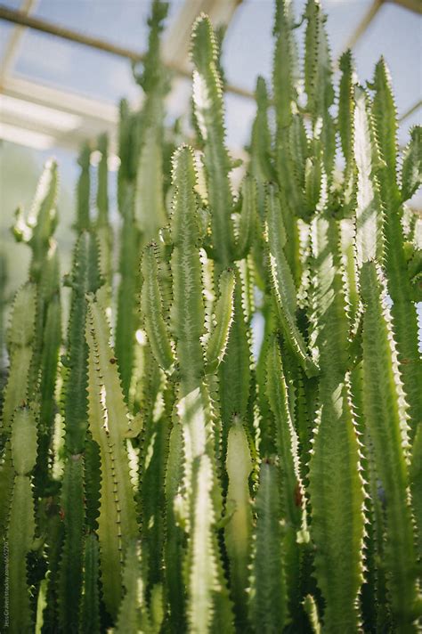 Tall Cactus Plants In Glass Conservatory Greenhouse By Stocksy