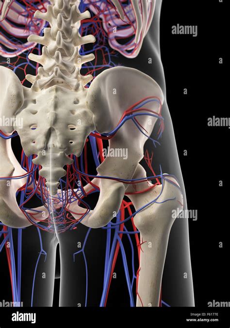 Medically Accurate Illustration Of The Pelvic Circulatory System Stock