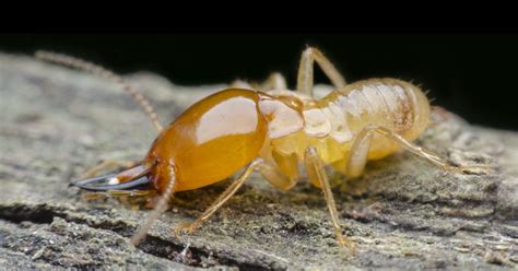 Termites Early Warning Signs To Be Aware Of Nj Pest Control