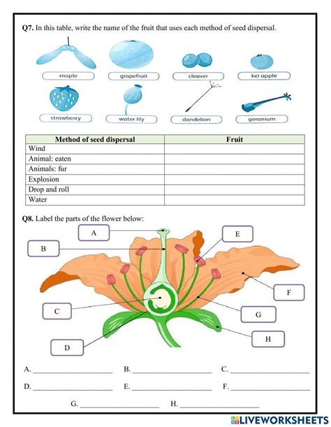 Flowering Plant Life Cycle Craftivity Worksheets Library