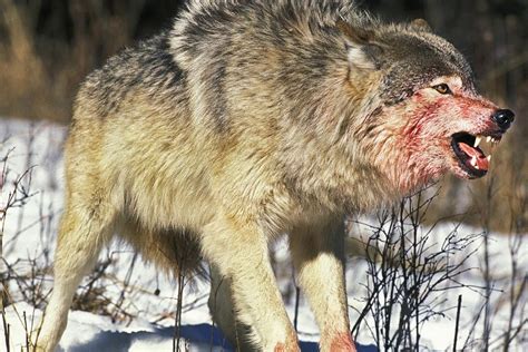 Wolf greift vierjähriges Mädchen in den Abruzzen an Natürlich Jagd