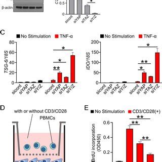 YAP TAZ knockdown activates NF κB signaling pathway to enhance