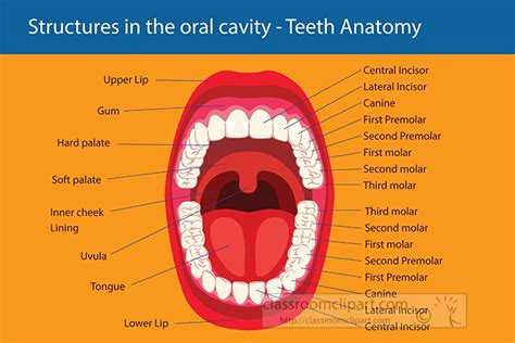 Anatomy Clipart Mouth Teeth Anatomy Labeled Classroom Clipart | Images ...