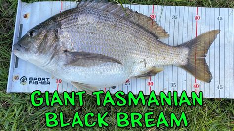 Bream Fishing Tasmania Huge Southern Black Bream Youtube