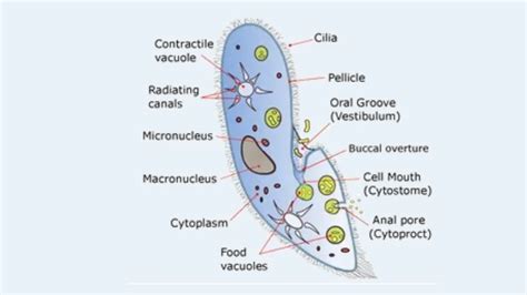 Paramecium Cell Definition Characteristics Classification Movement Diagram Biology Notes