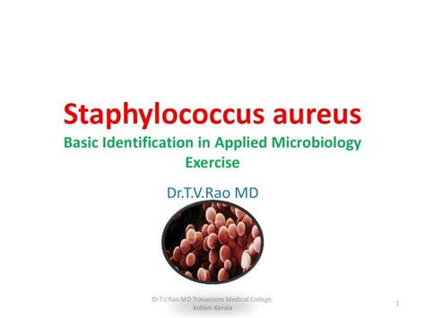 Pdf Staphylococcus Aureus Basic Exercise Dokumen Tips