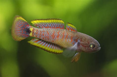 Peacock Gudgeon Care & Tank Set Up Guide For Beginners