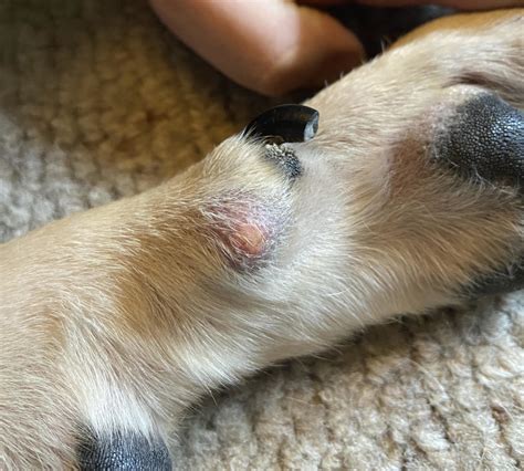 List 102 Pictures Dog Paw Problems Pictures Updated