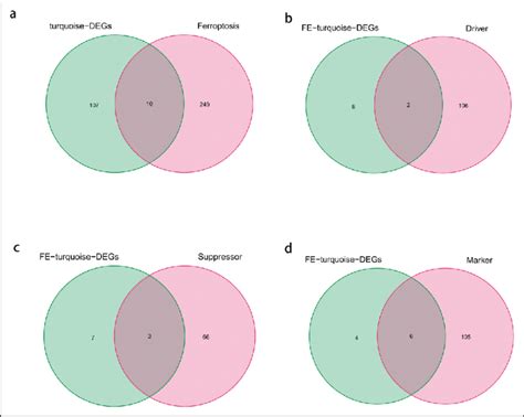 Venn Diagrams Of A Ferroptosis Related Genes B Driver Genes Of Download Scientific Diagram