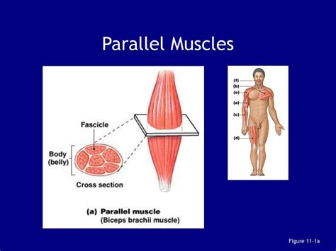 PPT Chapter 11 The Muscular System Biol 141 A P PowerPoint