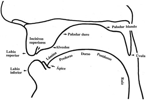 Aprende EspaÑol FÁcil FonÉticacriterios Para La DelimitaciÓn De Los