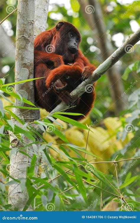 Howler Monkeys Really High On A Giant Tree In Brazilian Jungle. Stock ...