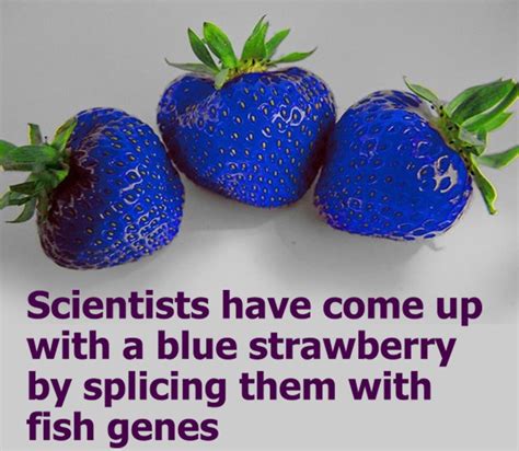 Are Blue Strawberries Real