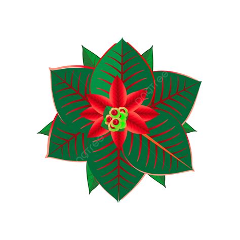 Christmas Poinsettia Flower Transparant Background Christmas