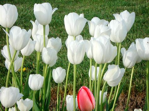 Ý nghĩa của hoa Tulip