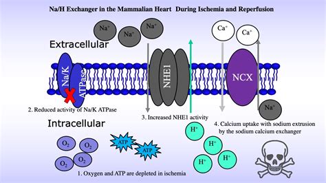 Mammalian Na H Exchanger Encyclopedia MDPI