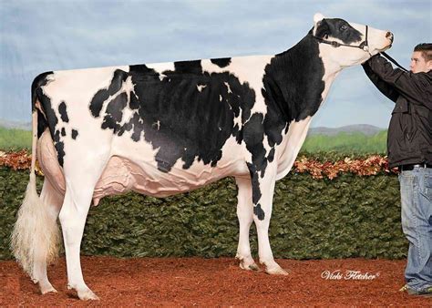 Tween Bays Sara Goldwyn now EX-94