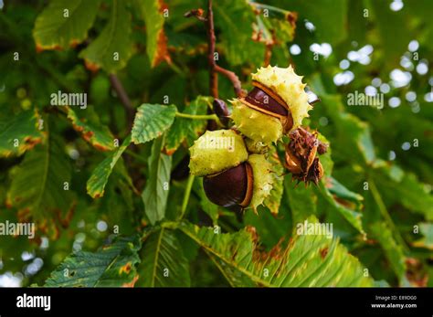 Uk autumn conkers hi-res stock photography and images - Alamy