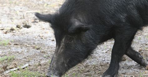 Feral Hogs Have Become A Problem