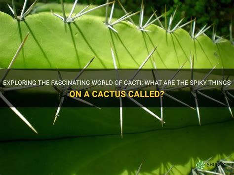 Exploring The Fascinating World Of Cacti What Are The Spiky Things On