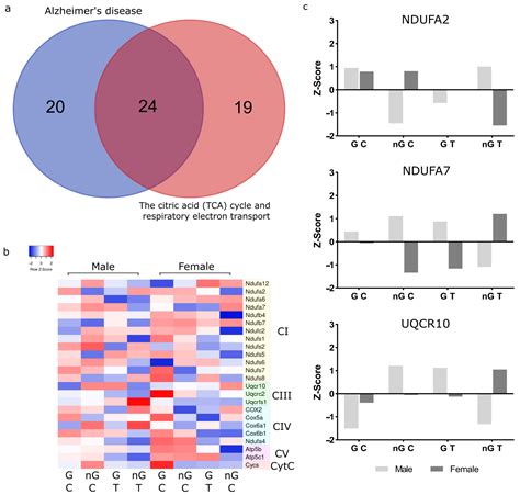 Ijms Free Full Text Respirasome Proteins Are Regulated By Sex Hormone Interactions In The Brain