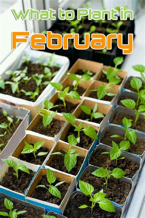 February Gardening Tips What To Plant In February