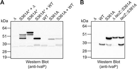 Functional Characterization Of A Subtilisin Like Serine Protease From