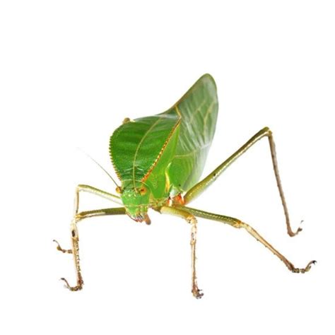 Giant Hooded Katydid, Siliquofera Grandis | Bug Pets LTD