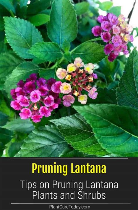 Lantana Pruning: How And When To Prune Lantana Bushes