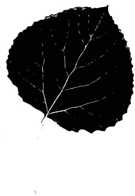 How To Identify A Tree With Leaf Silhouettes Leaf Silhouette Aspen