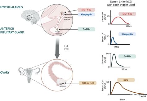 Frontiers Use Of Kisspeptin To Trigger Oocyte Maturation During In