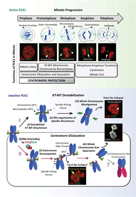 A New Mitotic Function Of Polo Like Kinase 1 Plk1 In Addition To The Download Scientific