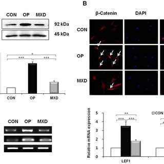 Hair Growth Promoting Effect Of Oleuropein In C Bl N Mice The Back