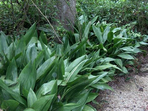 Aspidistra elatior - Alchetron, The Free Social Encyclopedia