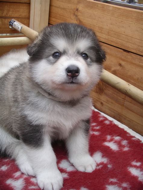 Male Alaskan Malamute Majyk Catua Alaskan Malamute