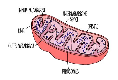 Cell Structure A Level The Science Hive