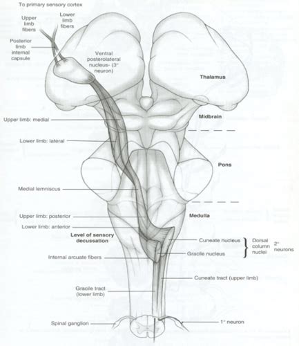 Somatosensory Systems Flashcards Quizlet