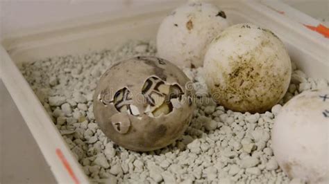 Leopard Tortoise Stigmochelys Or Geochelone Pardalis Baby Stock Video