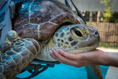 Shell shocked: the disease harming our marine life